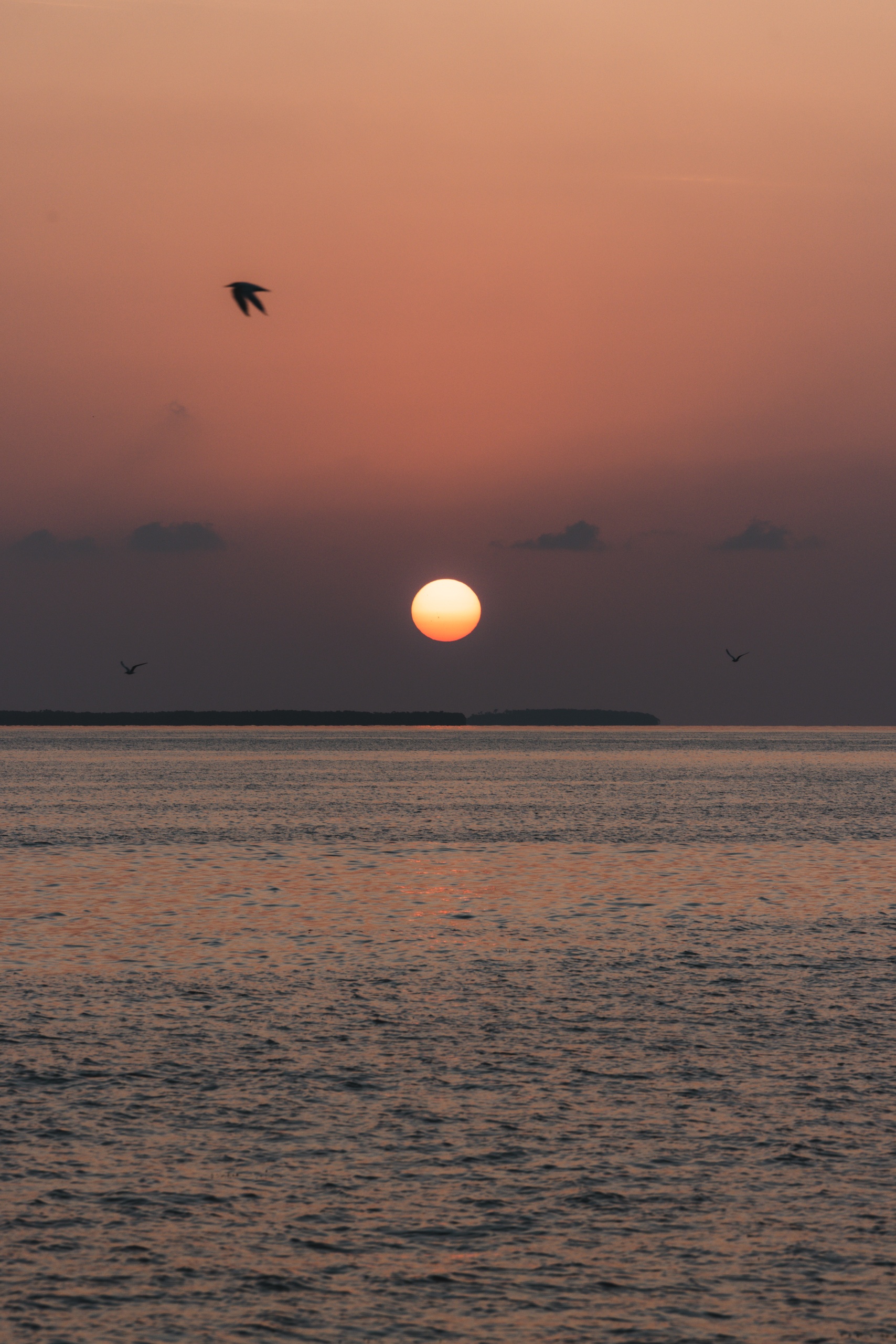 Sunset over ocean with birds flying and orange sky.