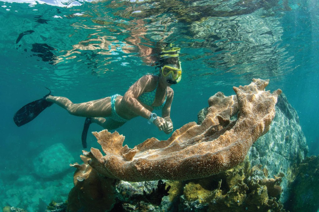 Underwater view of a snorkeler examining large coral formations.