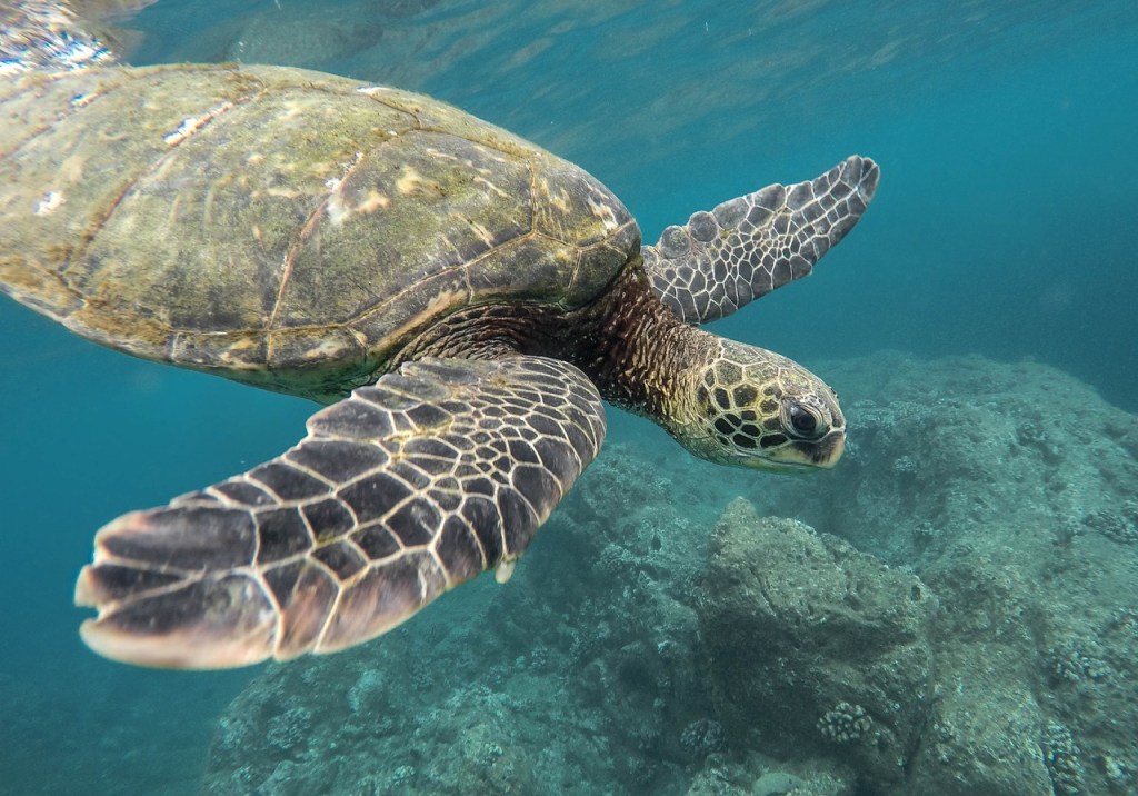 Sea turtle swimming underwater near coral reef.