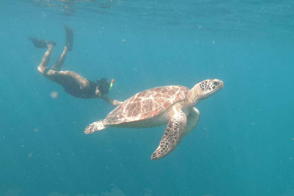 A snorkeler swims beside a sea turtle in clear blue water.