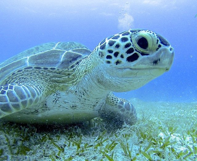 5 Exclusive Snorkeling Destinations in the USVI