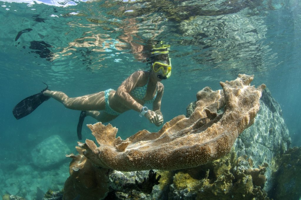 Snorkeler swimming near large coral formation underwater.