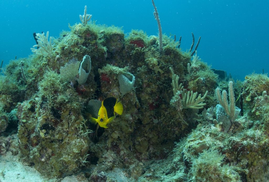 Yellow and black fish near coral reef underwater.
