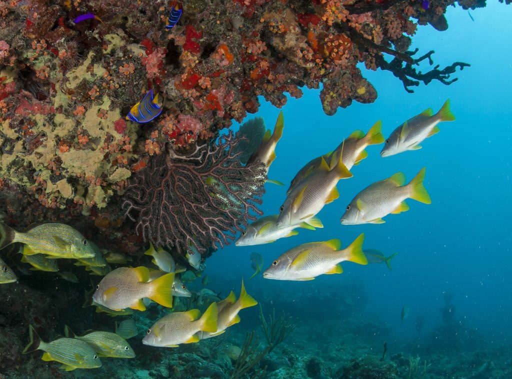 Group of yellowtail fish swim near a coral reef underwater.