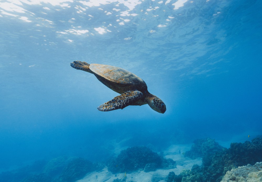Sea turtle swimming underwater over a coral reef.