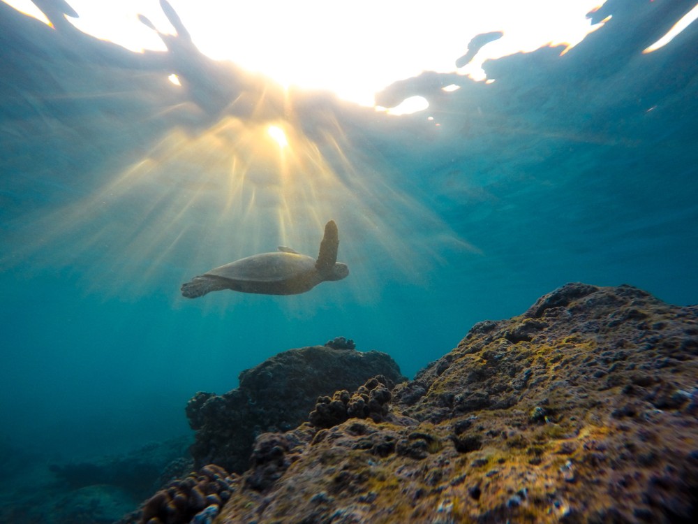 Turtle swimming underwater with sun rays shining through the surface above rocky seafloor.
