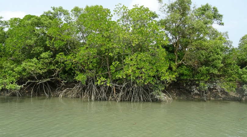 Dense green mangrove trees with visible roots above murky water.