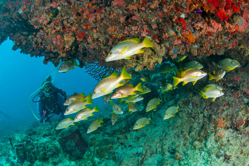 About SCUBA Certifications & What to Bring to Your First Dive Lesson