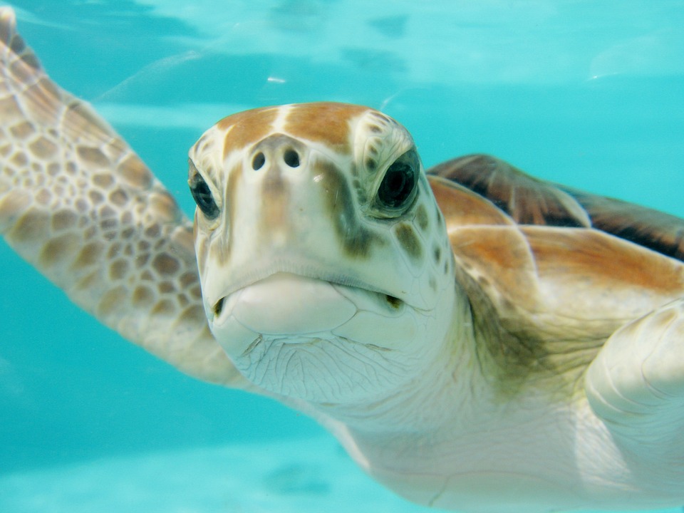 Sea Turtles – What To Know About Our Favorite Snorkeling Buddy