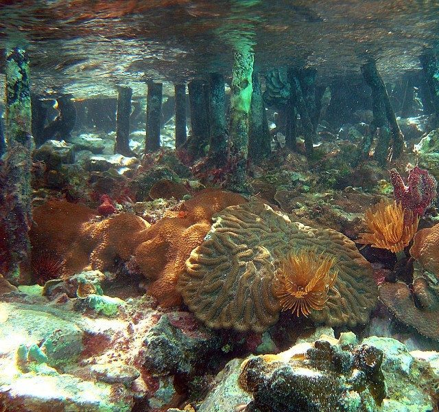 The Secret Coral Garden: Virgin Islands Coral Reef Monument