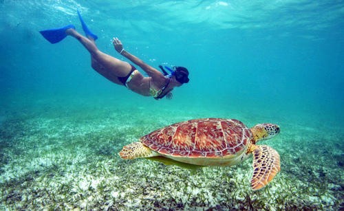 Person snorkeling near sea turtle underwater in clear blue water.